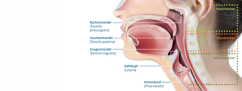 Hals rechts geschwollen am lymphknoten Einseitig geschwollener